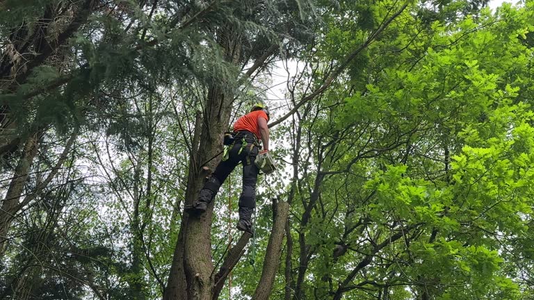 How Our Tree Care Process Works  in Decatur, MS